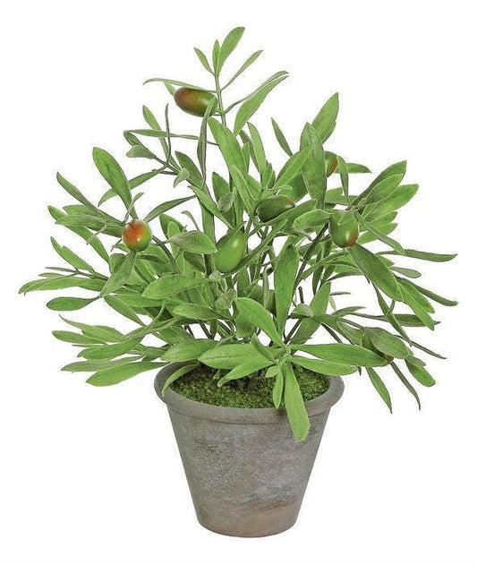 Olive Plant in Pot, 11", Mixed Green