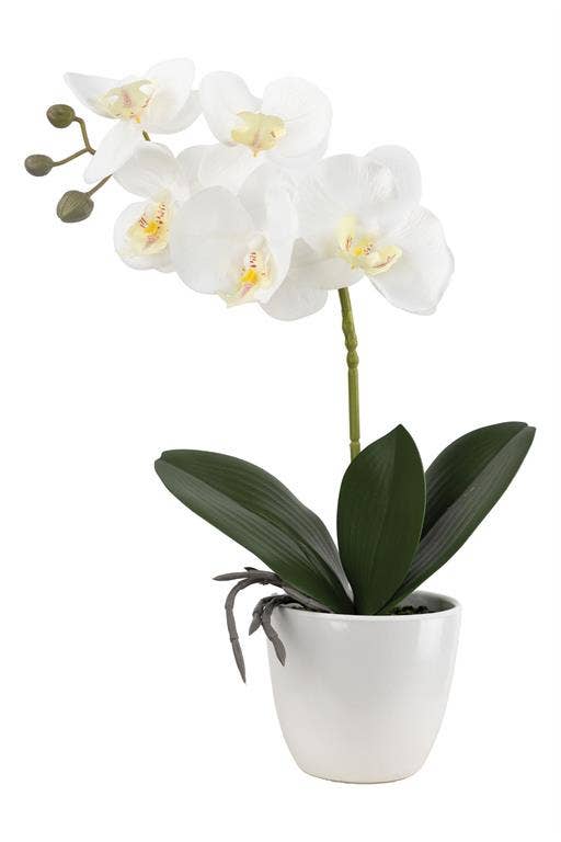 Phalaenopsis Orchid in Pot 5.91"X16.14" White