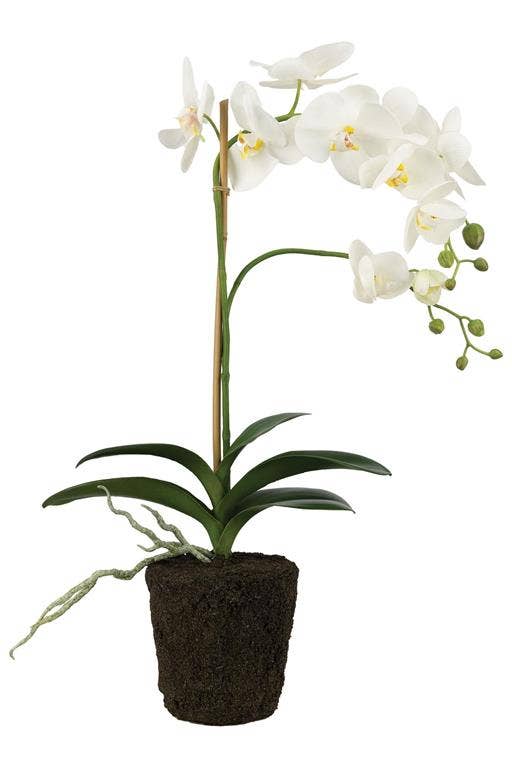 Phalaenopsis Orchid With Soil 23.5" White